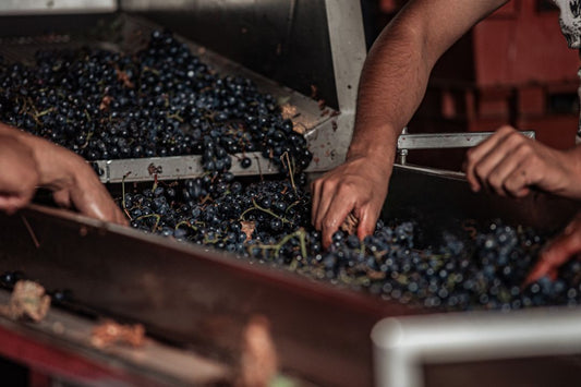 Retour sur les Vendanges 2025 : petit rebond, grands contrastes