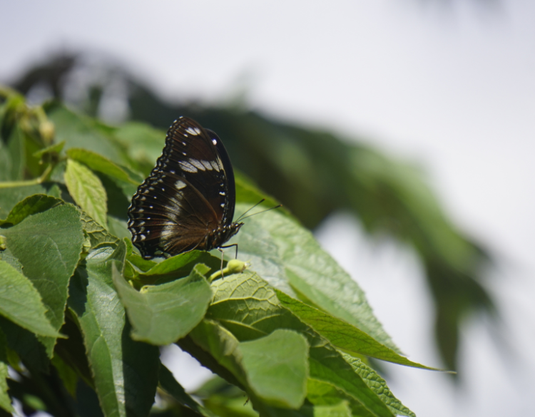 La “confusion sexuelle”, ces petits liens qui protègent la vigne sans pulvériser