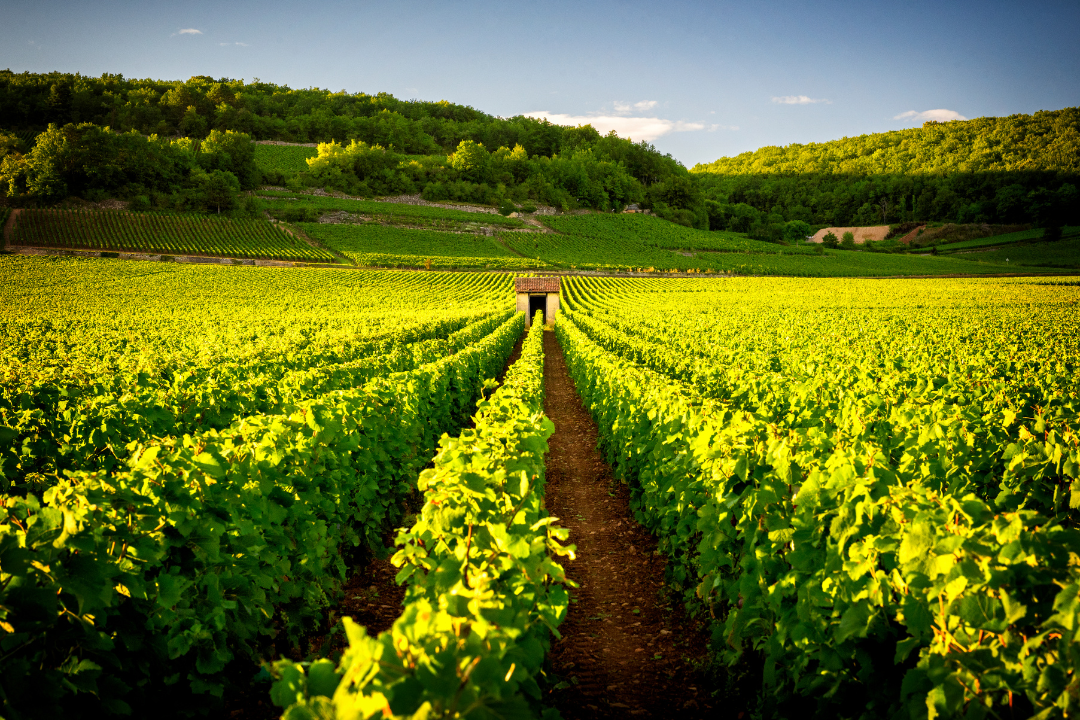 Domaine Marcel Lapierre